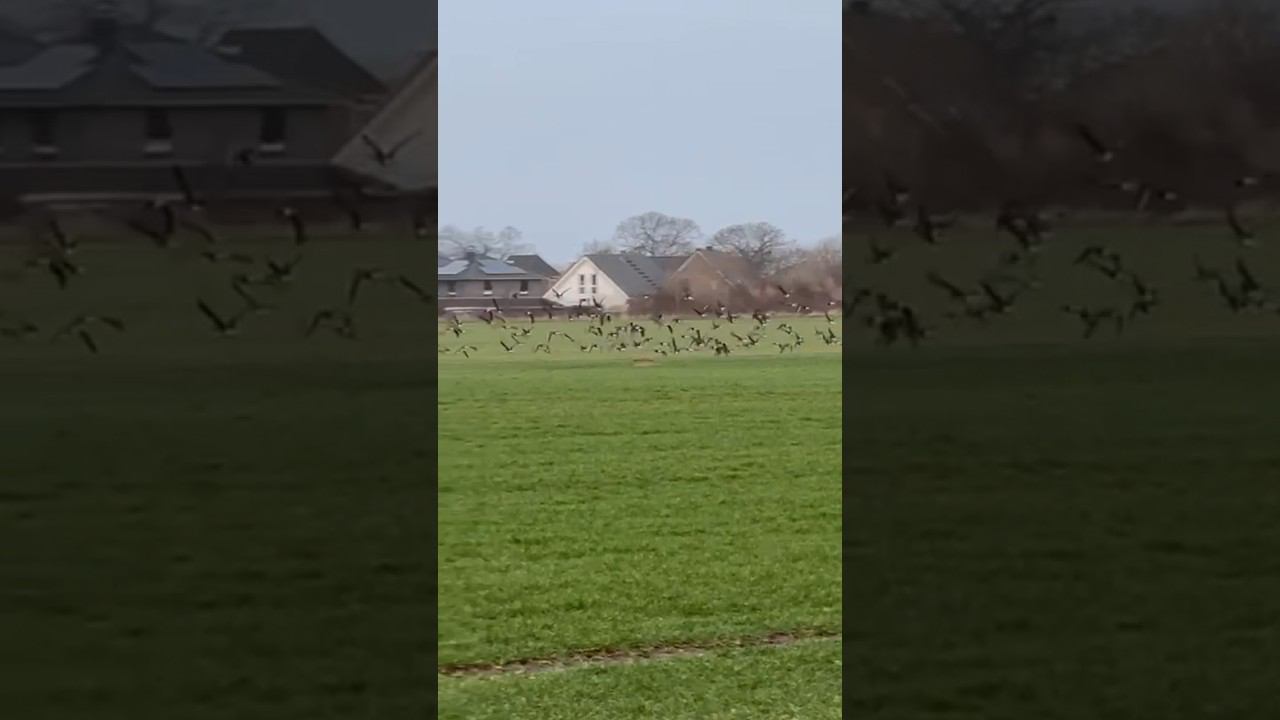 Что за гуси? Германия 20.02.2024 Зимовка гусей #охота #охотаназайца смотреть онлайн