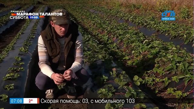 Руки садовода – ремонтантные сорта земляники смотреть онлайн