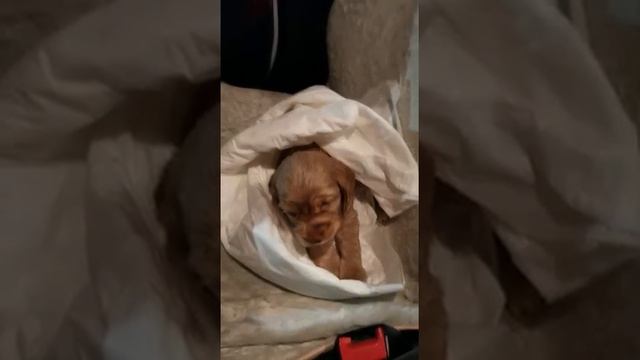 Английский кокер спаниель 1,5 месяца. смотреть онлайн