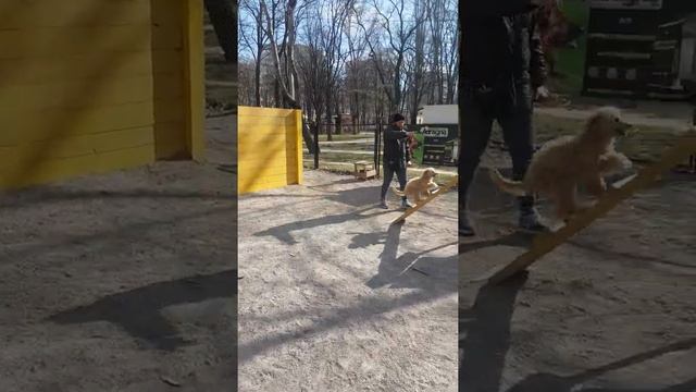 Абрикосовый пудель. Карликовый пудель. Дресировка смотреть онлайн