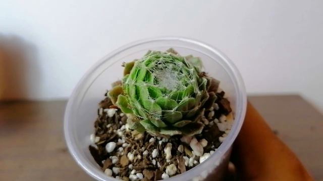 suculentas no puedo reproducirlas por hoja donsuculento смотреть онлайн