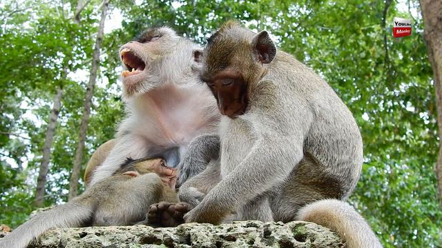 Karri Jealous Her Sister Maci Maybe She Need Milk Too Youlike Monkey