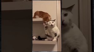 Самое смешное видео с животными, приколы, сборник шикарный