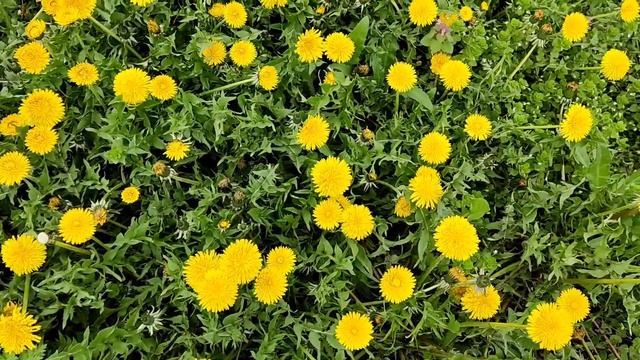 "ТЫ ГДЕ-ТО..."Авторская песня.исп.Елена Жукова#тыгдето #память #авторскоевидео #гитара #новинка #ne смотреть онлайн