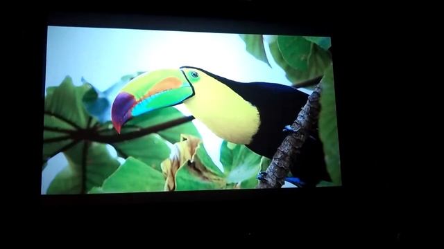 Excelvan CL720 - С занавешенными шторами-2. смотреть онлайн