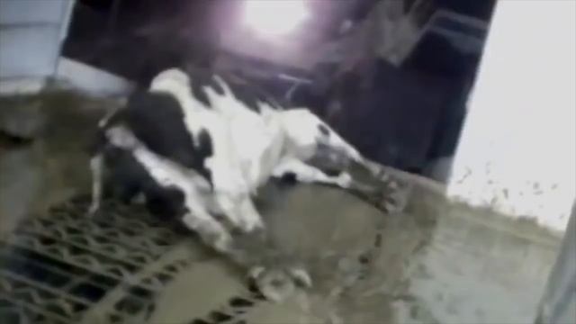 Молоко википедия смотреть онлайн