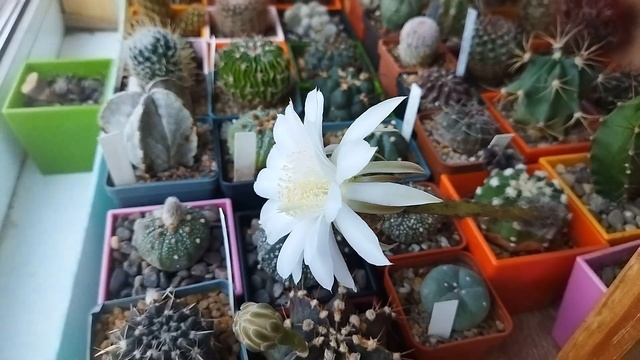 Кактус Эхинопсис. Echinopsis. Уход за кактусами.