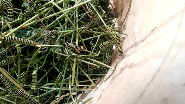 Гусеницы Махаона. 200 штук. смотреть онлайн