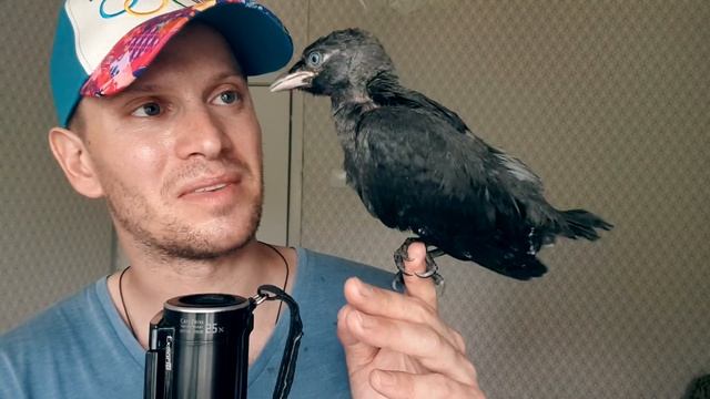 ЗНАКОМЬТЕСЬ, ГАЛЧОНОК ХВАТАЙКА - ВОРОНА В ТЕЛЕ ГОЛУБЯ смотреть онлайн