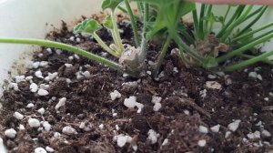 у меня новинка. пеларгония Леона Галактика. обрезка - залог обильного цветения.