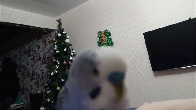 ТОША НА РУКЕ #1| ПОПУГАЙ√ смотреть онлайн