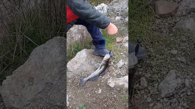 Рыбалка на Судака в окрестности Ростова на Дону .нарезка за октябрь. смотреть онлайн