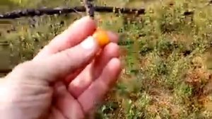 Сбор морошки, часть 2