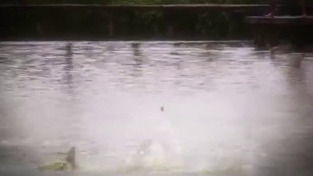 огромный мутант.озерно - речная рыба семейства карповых.huge mutant. смотреть онлайн