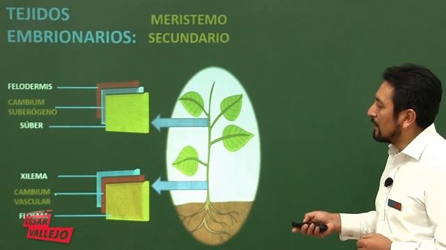 Taxonomía e Histología Vegetal Botánica Biología Preguntas Resueltas Admisión Universidad смотреть онлайн