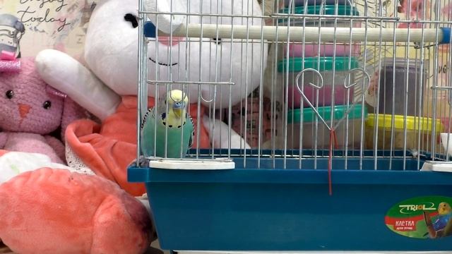Попугаи умный? Как волнистый попугай сам вылезает из клетки. смотреть онлайн