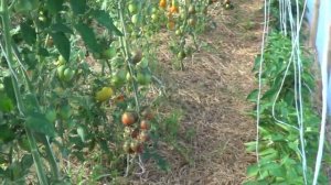 ТОМАТ  ЦЫГАН