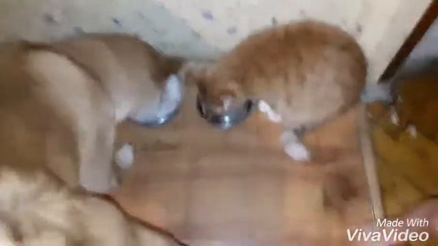 Сразу видно, кто главный! Сиба и кошка смотреть онлайн