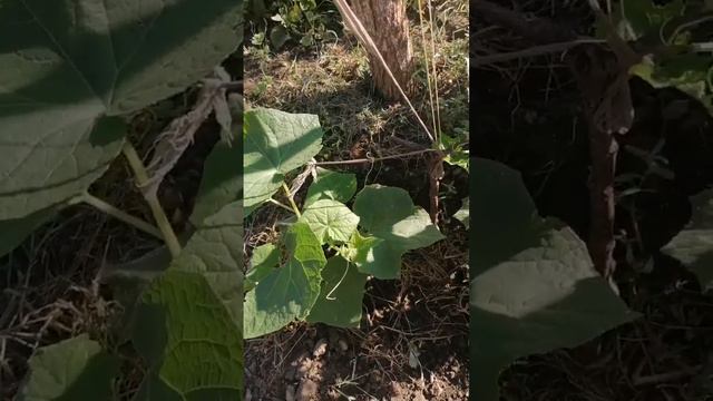 Эффективная подкормка огурцов смотреть онлайн