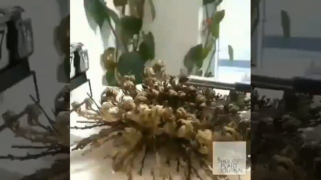 Çöllerde bulunan bitki, yıllarca oradan oraya sürüklenir ta ki suya kavuşana kadar смотреть онлайн