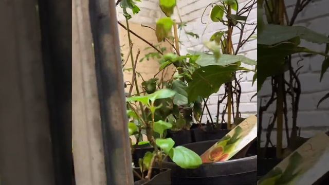 краткий обзор растений в наличии 27 ноября 2021 . Часть 2 смотреть онлайн