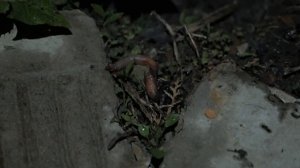 ОСНОВЫ ловли ВЫПОЛЗКОВ для новичков. Поймаешь ПОЛЮБЭ