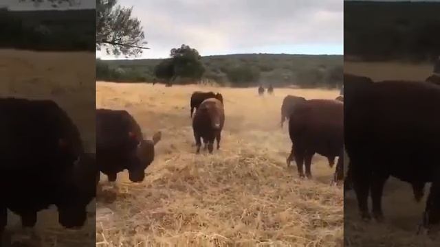 Быки Лимузины. Мясная Порода КРС. смотреть онлайн