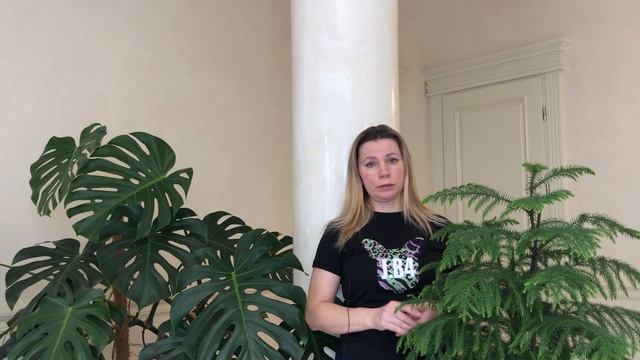 АРАУКАРИЯ | ДОМАШНЯЯ ЕЛЬ смотреть онлайн