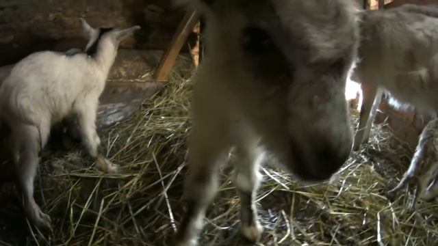 Новый житель! // Пополнение в хозяйстве // Окоты коз // Жизнь в деревне! смотреть онлайн