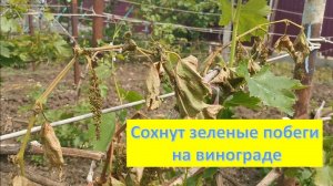 Начали засыхать зеленые побеги винограда