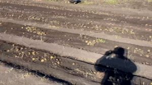 Работа картофельной копалки Forza с мотоблоком Brait