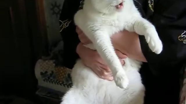 Кот Макс умеет квакать :) смотреть онлайн