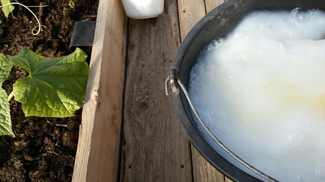 Полейте этим раствором, и ОГУРЦЫ будете собирать ВЁДРАМИ. смотреть онлайн