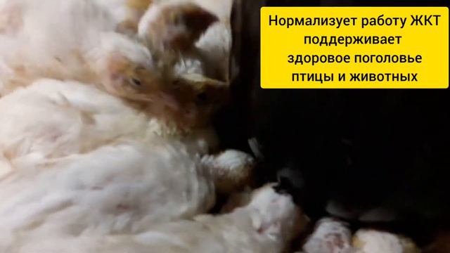🍃 РЕАСИЛ БИО добавка💚💛//Самый Крупный Перепел в Украине Хитрук Елена. смотреть онлайн