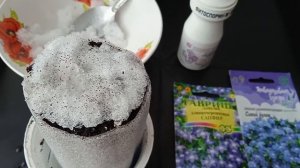 Как посеять лобелию по снегу в улитку и контейнер без пикировки