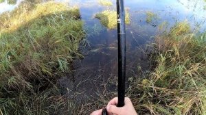 Где прячется карась? Ловим Карася. Рыбалка на поплавок.
