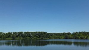 За жимолостью в Урожайное