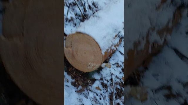 В лесу срубили оооочень много деревьев смотреть онлайн