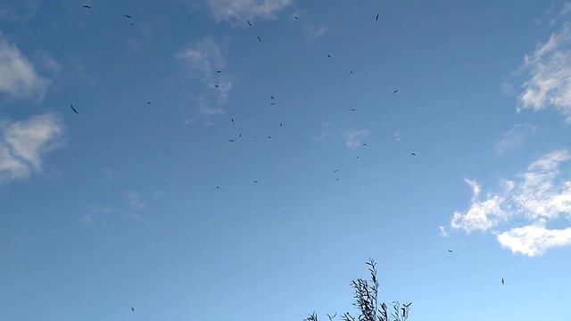 Огромная стая чаек кружит над Москва-рекой смотреть онлайн