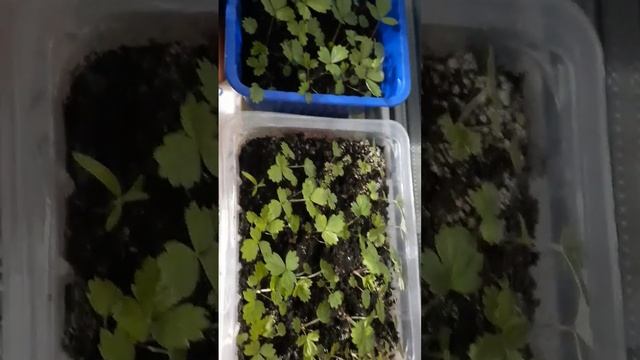 обзор безусой земляники смотреть онлайн