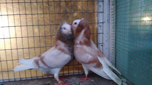 Голуби Капуцини ??Capuchin pigeons in Ukraine?? молодь лимонні #2023 #птиця смотреть онлайн