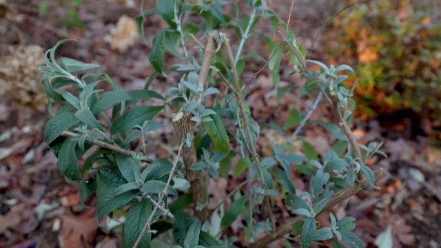 Pruning Butterfly Bushes смотреть онлайн