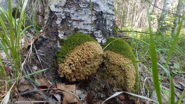 В поисках грибов ?? день 3 смотреть онлайн