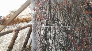 Весенняя охота на Гуся в 2021 году