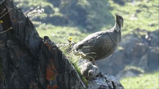 Кавказский улар смотреть онлайн