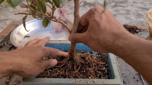 Lavender Bougainvillea - Pruning & Repotting смотреть онлайн