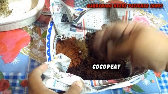 Aralia Bonsai || Ming Aralia Varieties Pruning & Styling смотреть онлайн