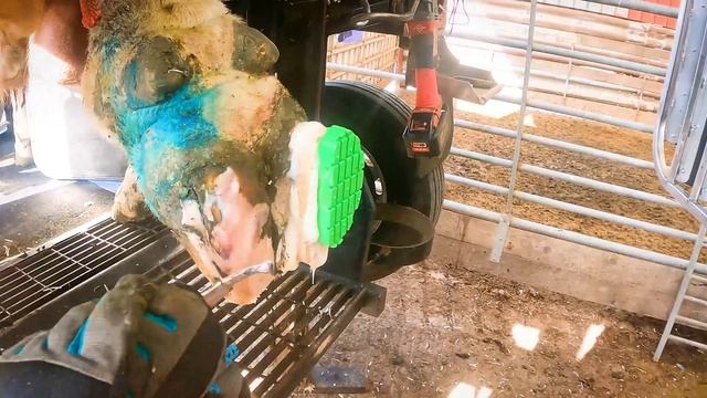 PUS SQUIRTS OUT OF HUGE BULLS FOOT! смотреть онлайн