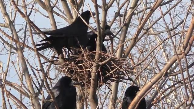 НАРОДНЫЕ ПРИМЕТЫ НА МАРТ. смотреть онлайн