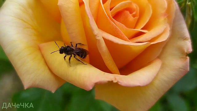 🌹Троянди цвітуть🌹 Стефанія,Джорджеус,Ангела 🌹МінерваАлегріяГлорія 🌹КрасуняСалліУлюбленицяФламентанс смотреть онлайн